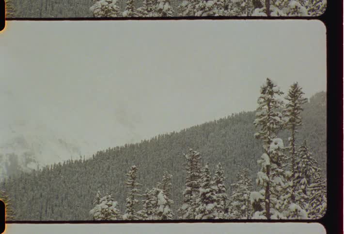 Coniferous landscape on a snowcovered mountain