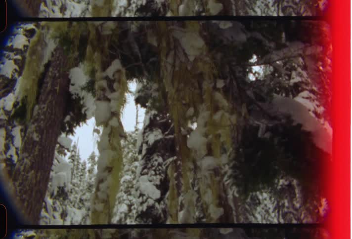 Pale sky contrasts with ice encrusted conifer forest