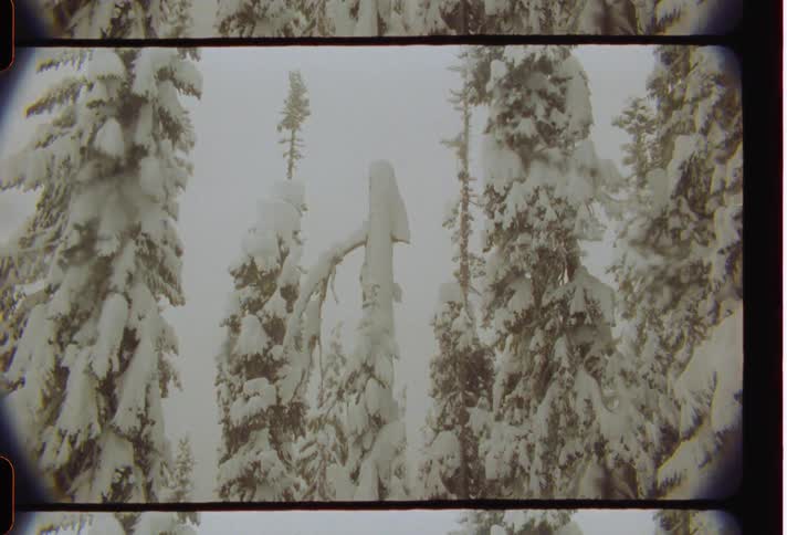 Conifers covered by snow in a forest
