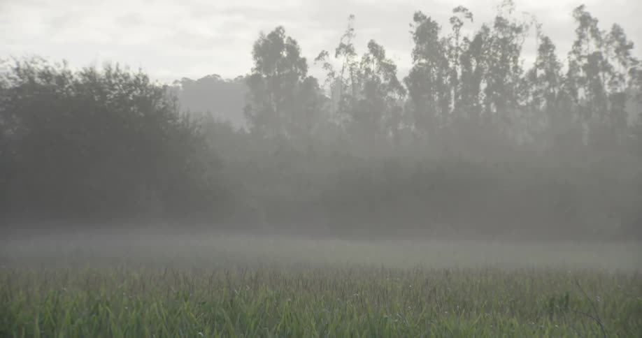 A forest clearing covered by a layer of fog