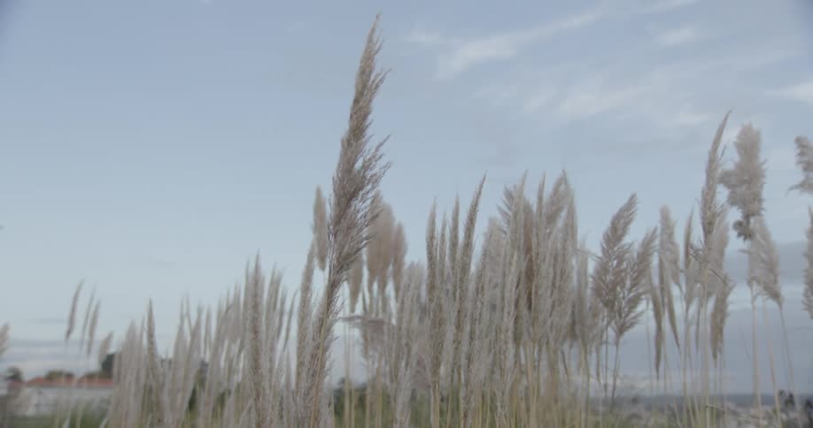 Wind is blowing the reeds on the shore