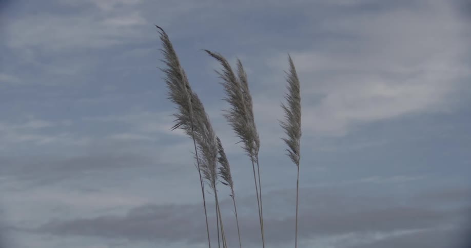 Grass with feathers blowing in the wind under a cloudy sky