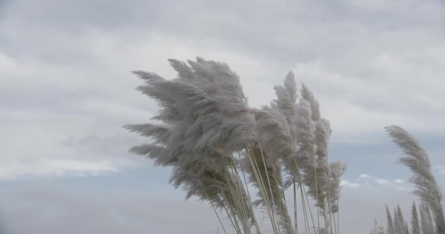 Plants moving by the force of the wind against a blue sky with clouds