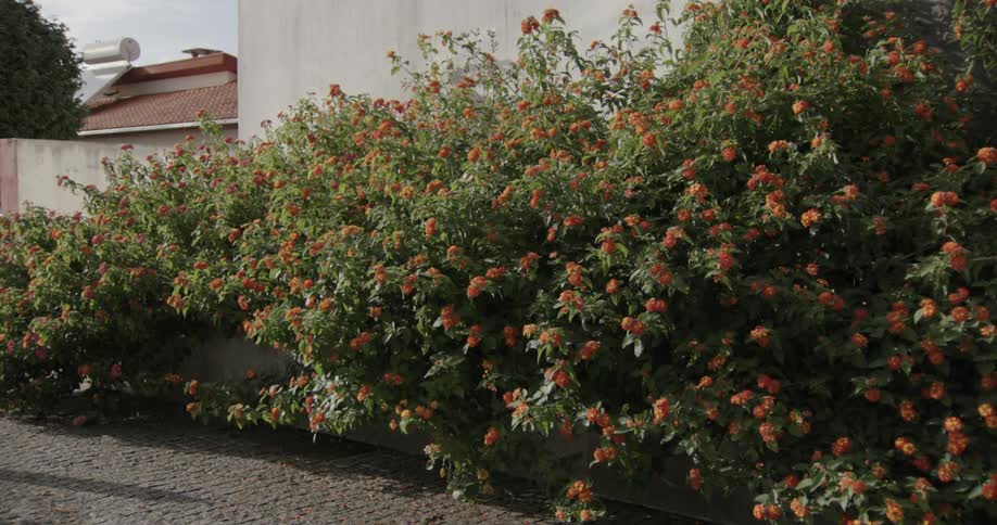 A dense hedge of orangeflowered shrubs against a white wall