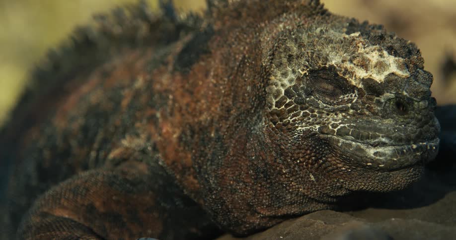Closeup of a marine iguana resting on a rocky environment