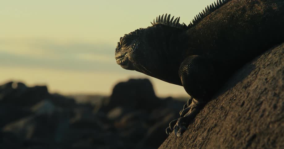 A clip of a lizard sitting on a rock surface
