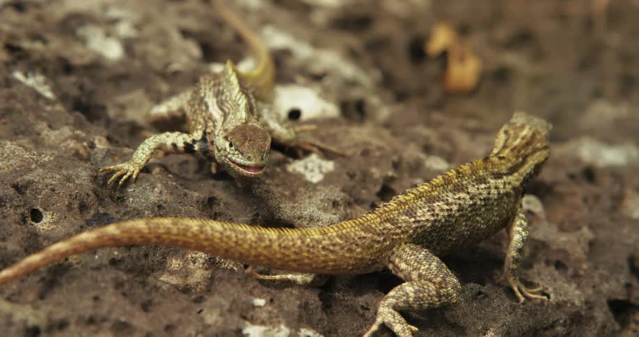 Two small lizards on top of a rock biting each other