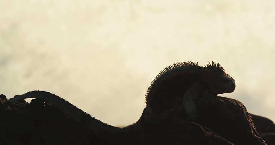 Iguana on top of a rock by the sea