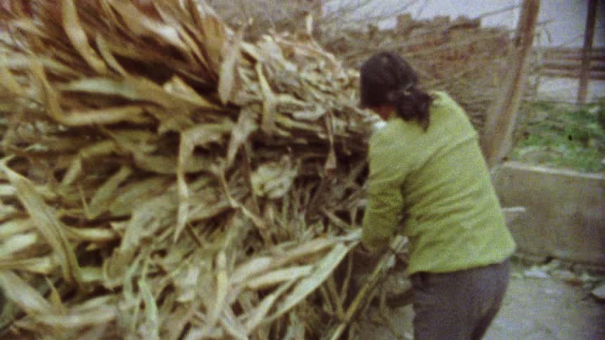 Woman pushing dry cornfields into a wooden bucket