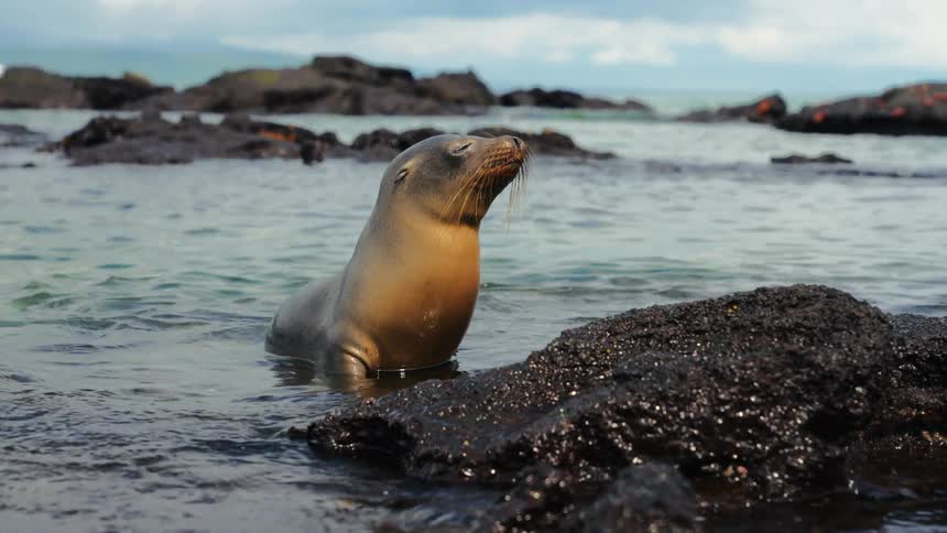 Sea lion on the water surface at the edge of a rock