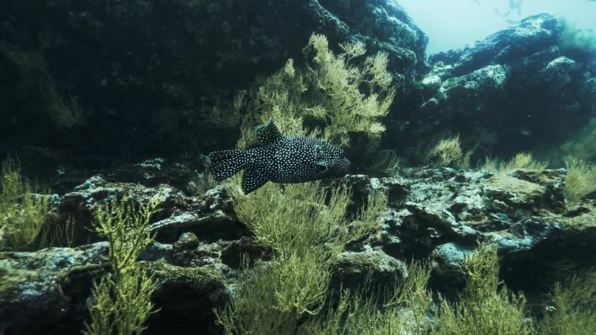 A guineafowl puffer fish swims through a coral reef