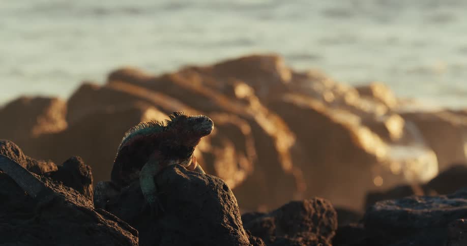 A clip of rocks at the shoreline