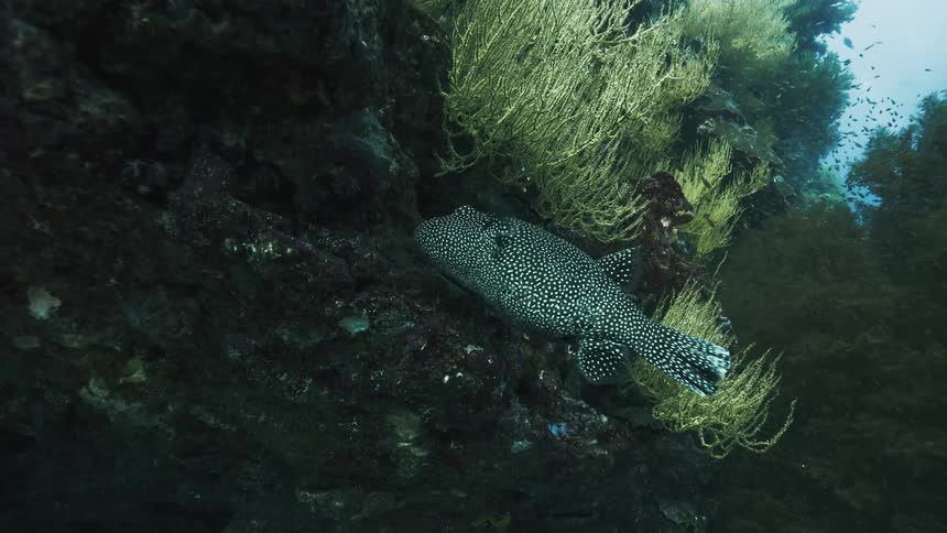 Fish swimming among rocks with corals