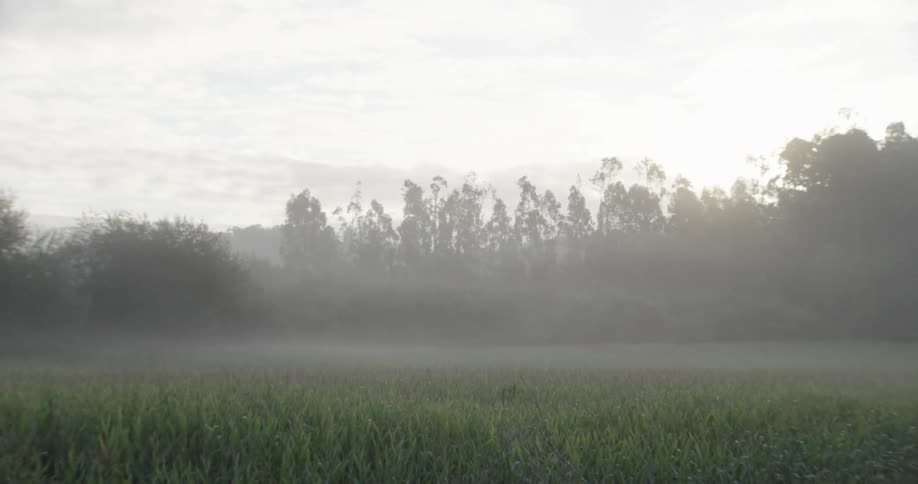 Landscape with plantation and trees around