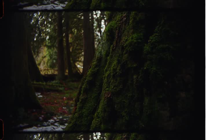 The tree is covered in moss