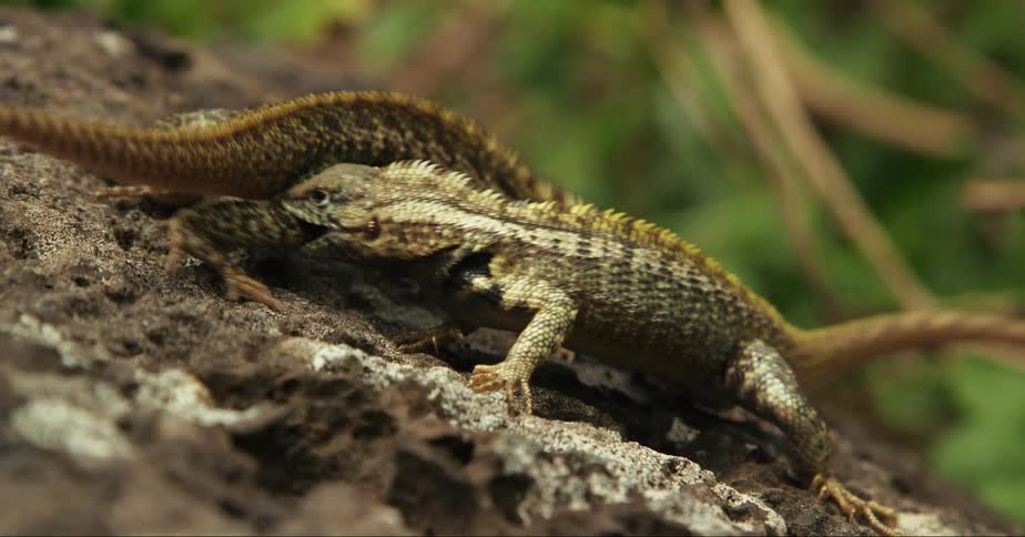 Two patterned lizards with spiny backs bite each other while fighting