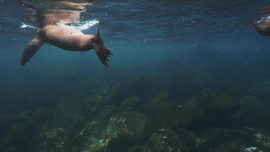 Seals are swimming near the ocean floor