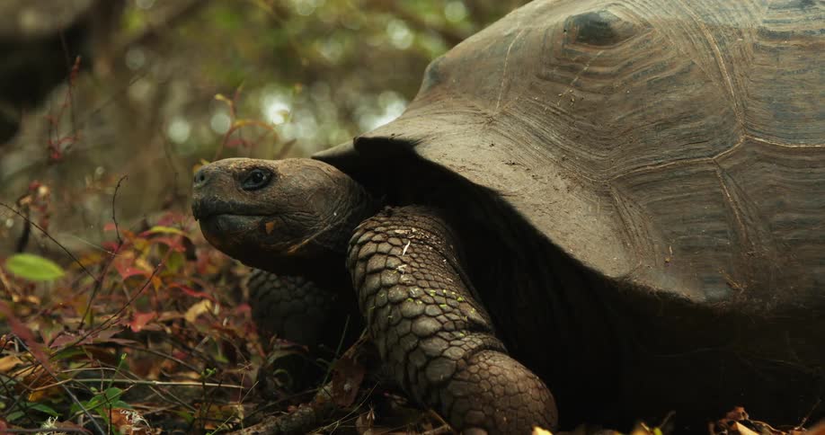 A turtle sits in a forest near rocks and leaves