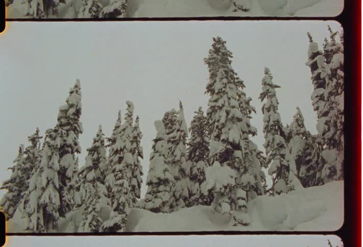 Conifers and mountains covered in snow