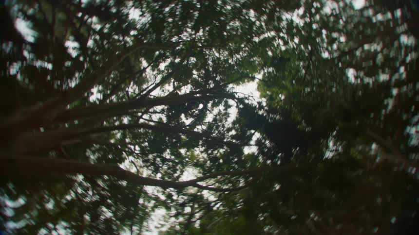 Tree tops in the woods from below