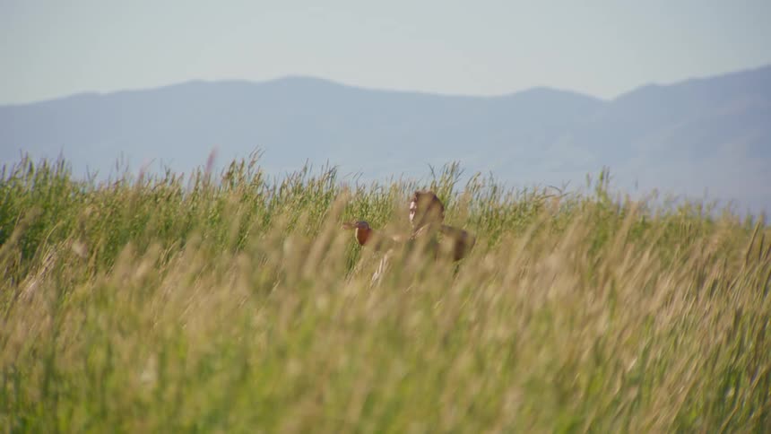 A young shirtless man dances on a field of tall grass on a sunny day