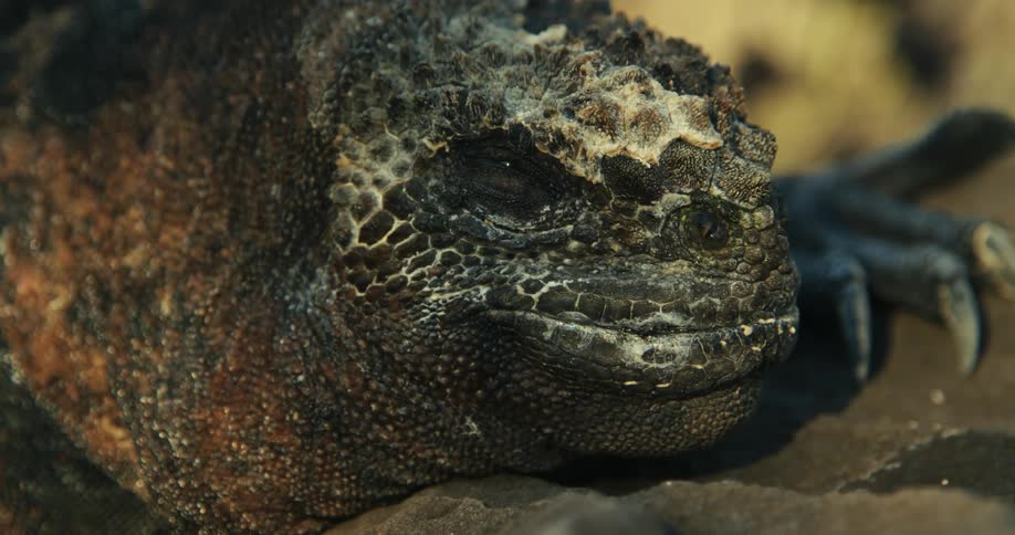 Closeup of an iguanas face splashing water