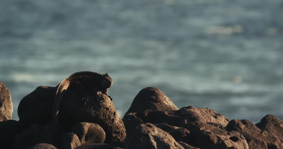 A marine iguana basks on the volcanic rock next to the ocean