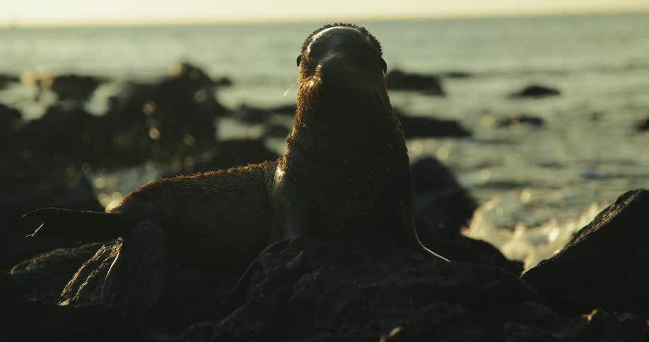 Sea lion rests on rocks while the ocean in the background is bathed in the golden light of the sunset