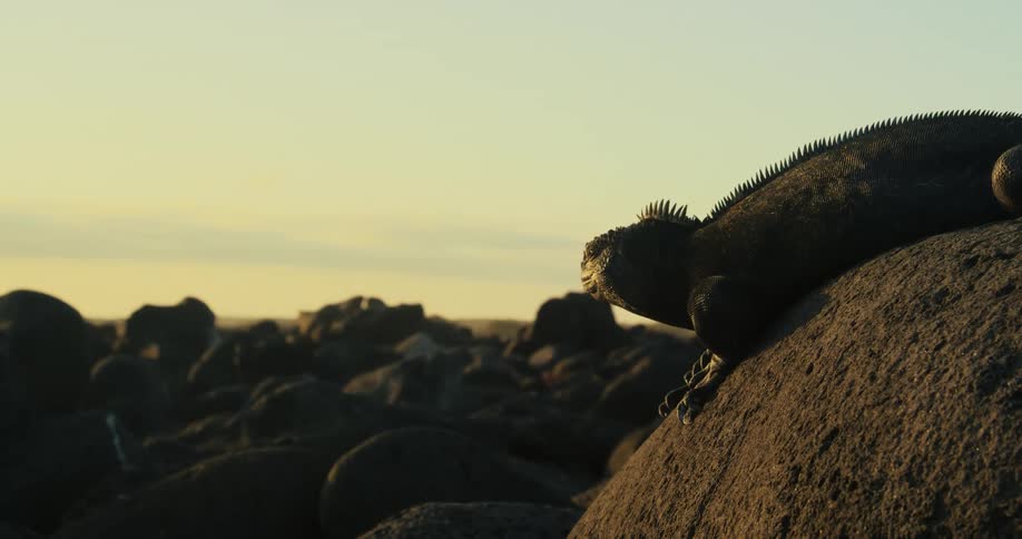 A clip of a lizard laying on a rock