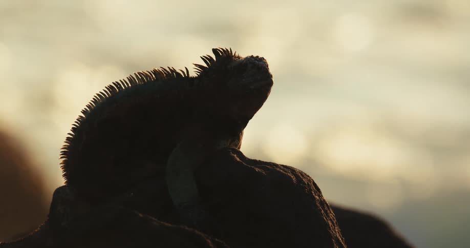 Silhouette of an iguana on a rock by the sea
