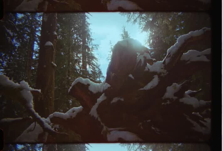 A lone tree stump weathered and gray stands in a snowy forest clearing bathed in sunlight