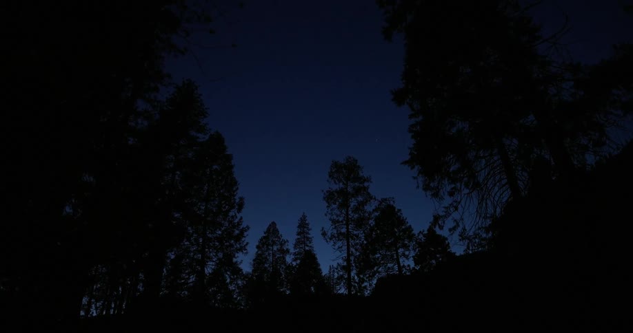 Forest with silhouette of trees at night