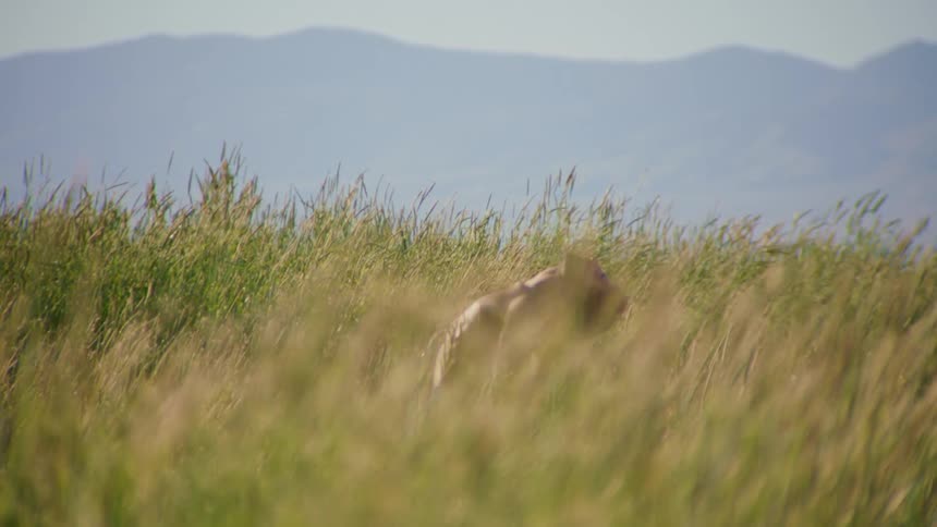 Natural environment with vegetation around and a man without a shirt dancing