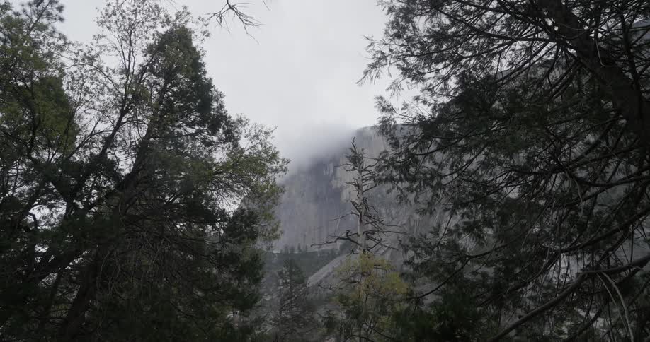 Upward view of a forest and surrounding mountains