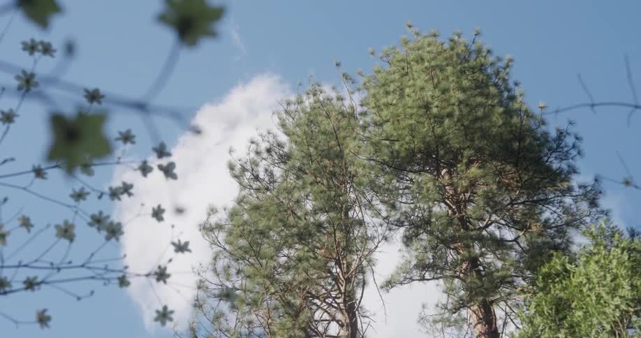 Flowers of a tree against a blue sky with clouds