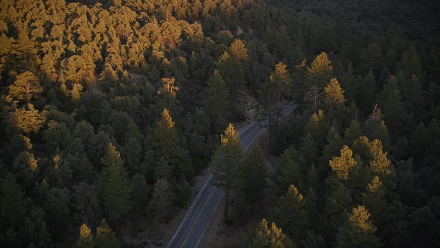 A two lane road runs through a dense forest