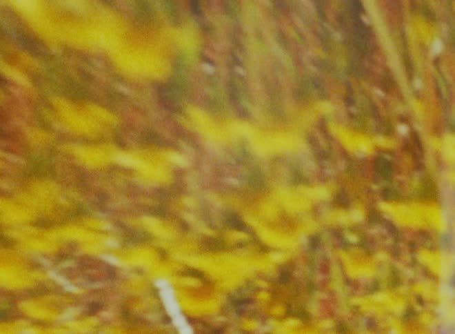 A persons face appearing beneath a place full of yellow flowers