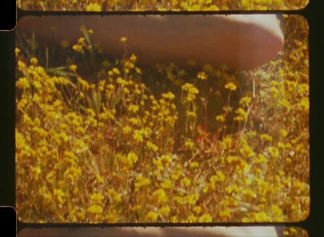 Man without a shirt and with a beard lying among yellow flowers