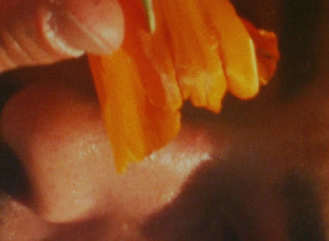 An orange flower near the nose of a man who is smelling it