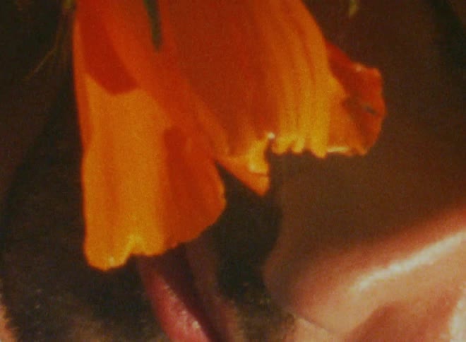 A bearded man with an orange flower in front of his face