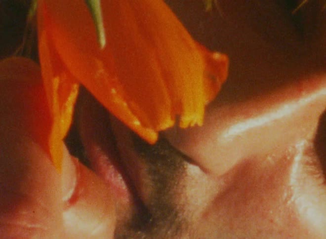 Extreme closeup on the face of a man with a beard and an orange tulip