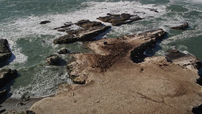 Birds on a rock by the sea during the day
