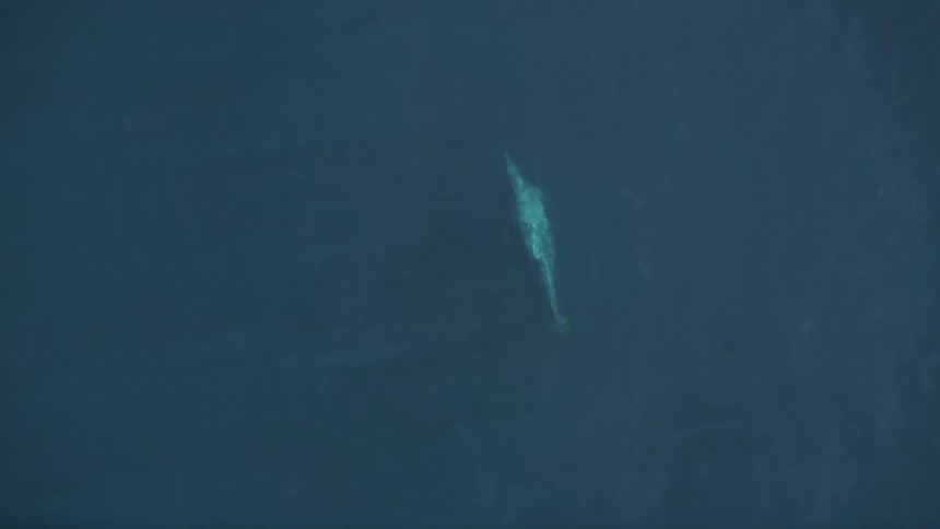 A large dark blue whale with a fin cuts through the turquoise water of the ocean