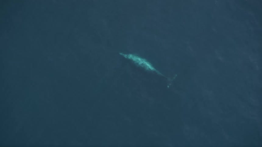 Whale swims near the surface of the ocean