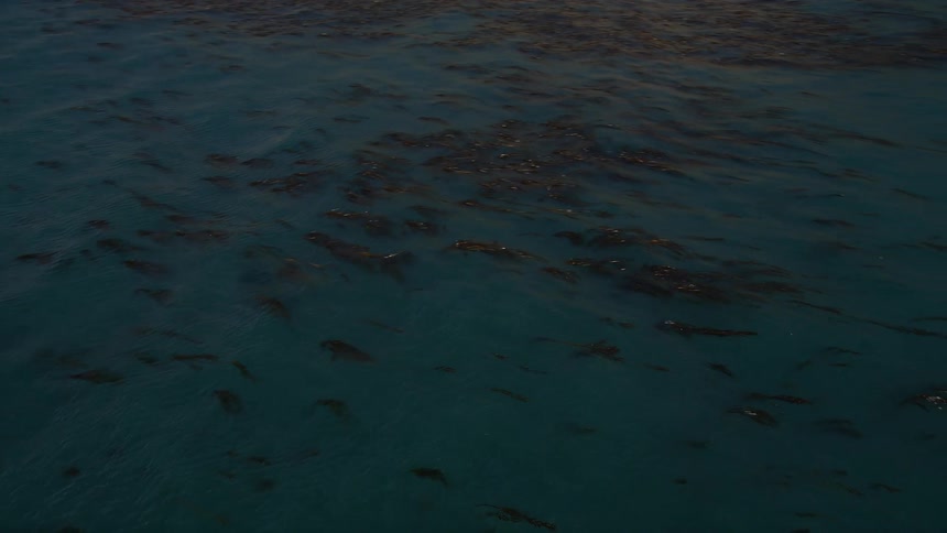 Vast blue ocean filled with seaweed