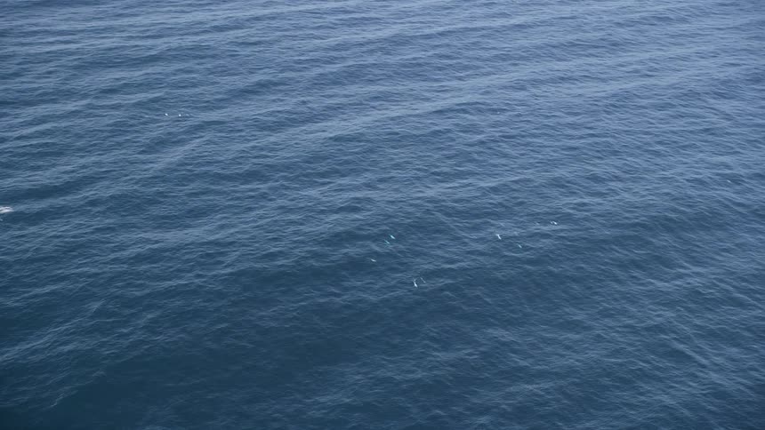 Pod of aquatic animals swims near the ocean surface