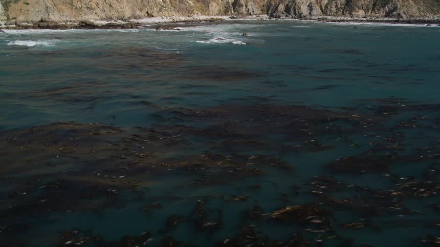 Bird flies over waves flowing toward seaside cliffs