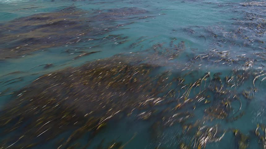 Calm blue sea with seaweed floating