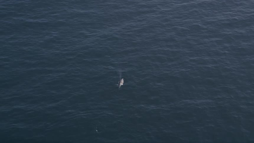 Aerial view of a marine animal on the ocean surface