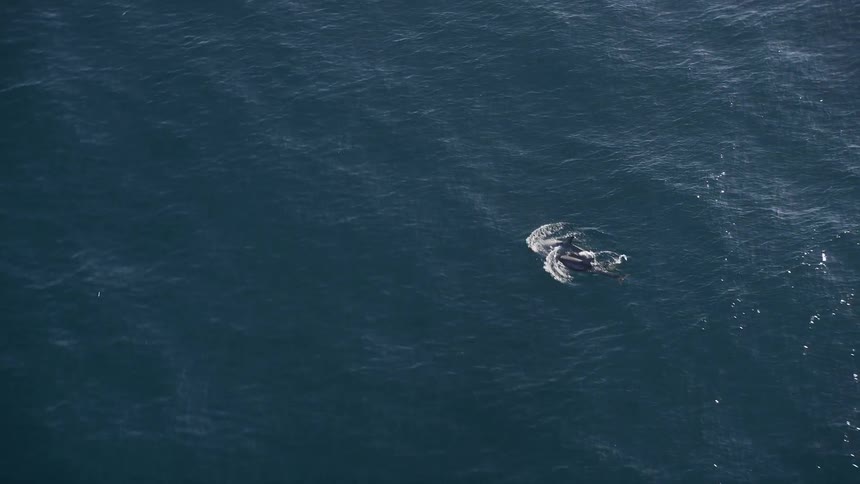Two dolphins swim together in a clear blue ocean